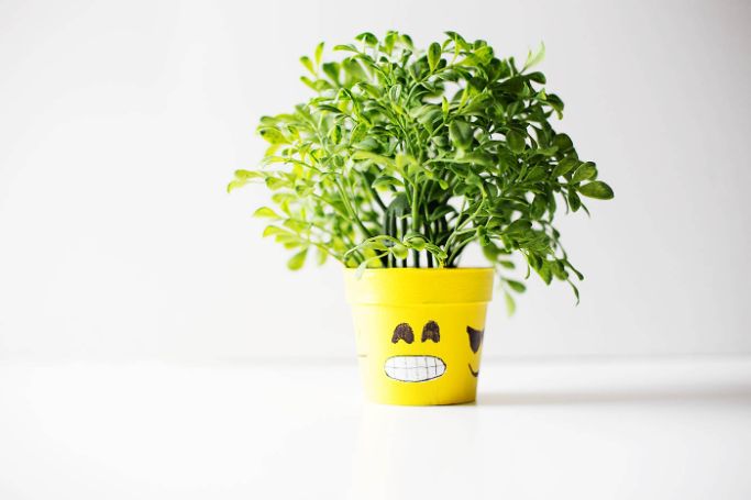plant inside an emoji flower pot